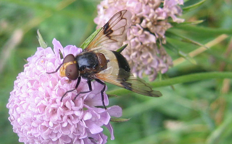 Volucella pellucens F (Syrphidae)